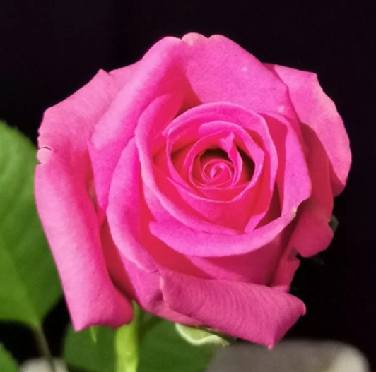 Pink Roses